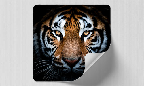 Custom square decal featuring the face of an orange Bengal tiger.