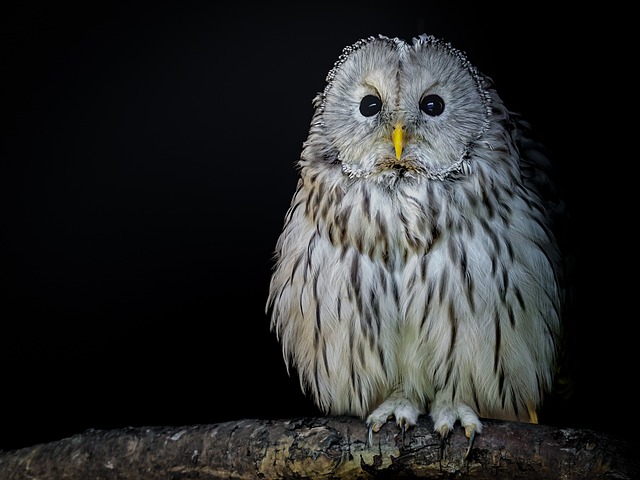 Snowy owl in the dark with mostly white feathers and some black feathers and yellow beak