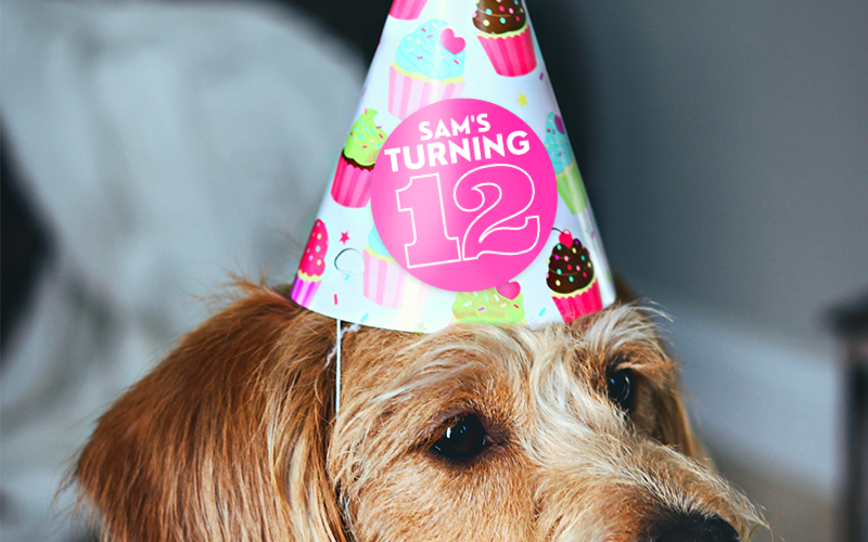 Dog wearing birthday hat