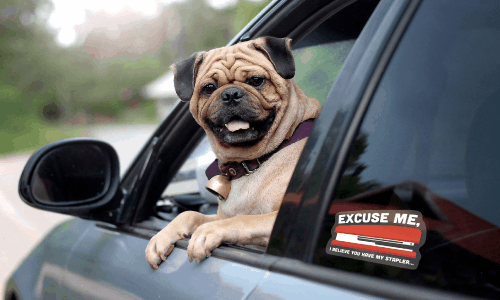A pug with his head and paws hanging out of a gray sedan window. The sedan has a car sticker on it that says "Excuse Me."