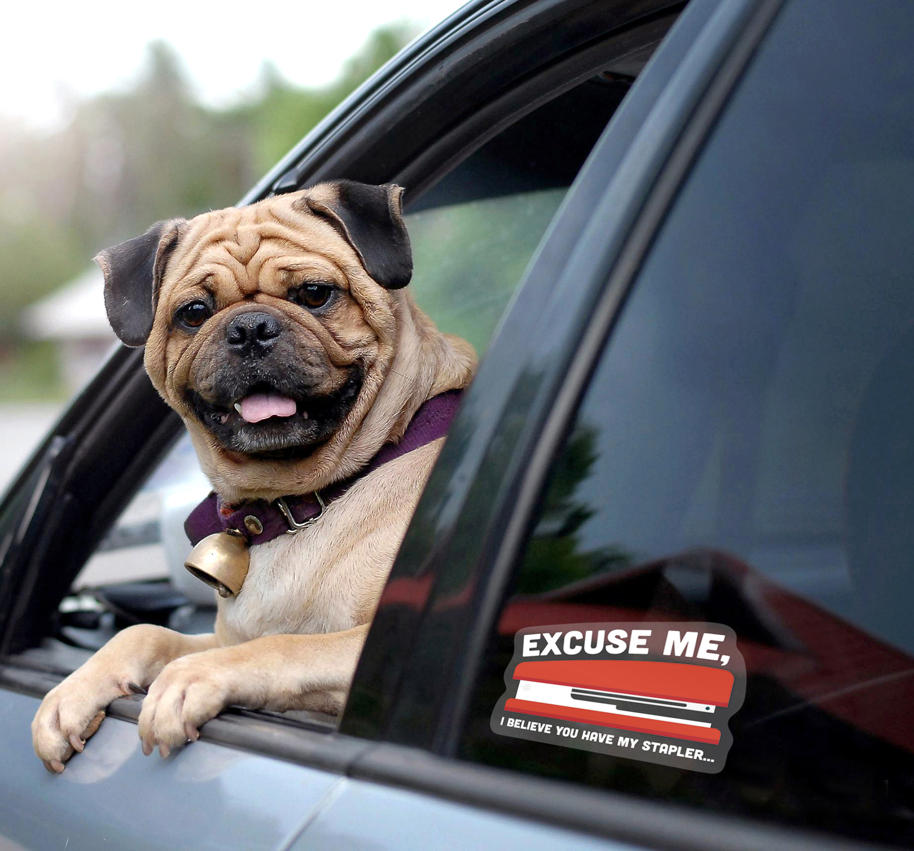 dog looking out of a car and a "Excuse Me" car window sticker
